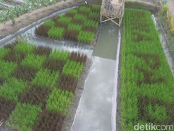 Penasaran Padi Berdaun Hitam, Datang Saja ke Banyuwangi Agro Expo