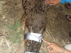 Usai 2 Anakan Didapat, Induk Buaya Penyerang Bocah Jambi Ditangkap