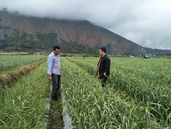 Wilayah di Kaki Gunung Rinjani Ini Jadi Surga Bawang Putih