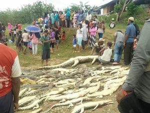 Pembantaian 292 Buaya di Sorong Jadi Sorotan Dunia Pembantaian 292 Buaya di Sorong Jadi Sorotan Dunia