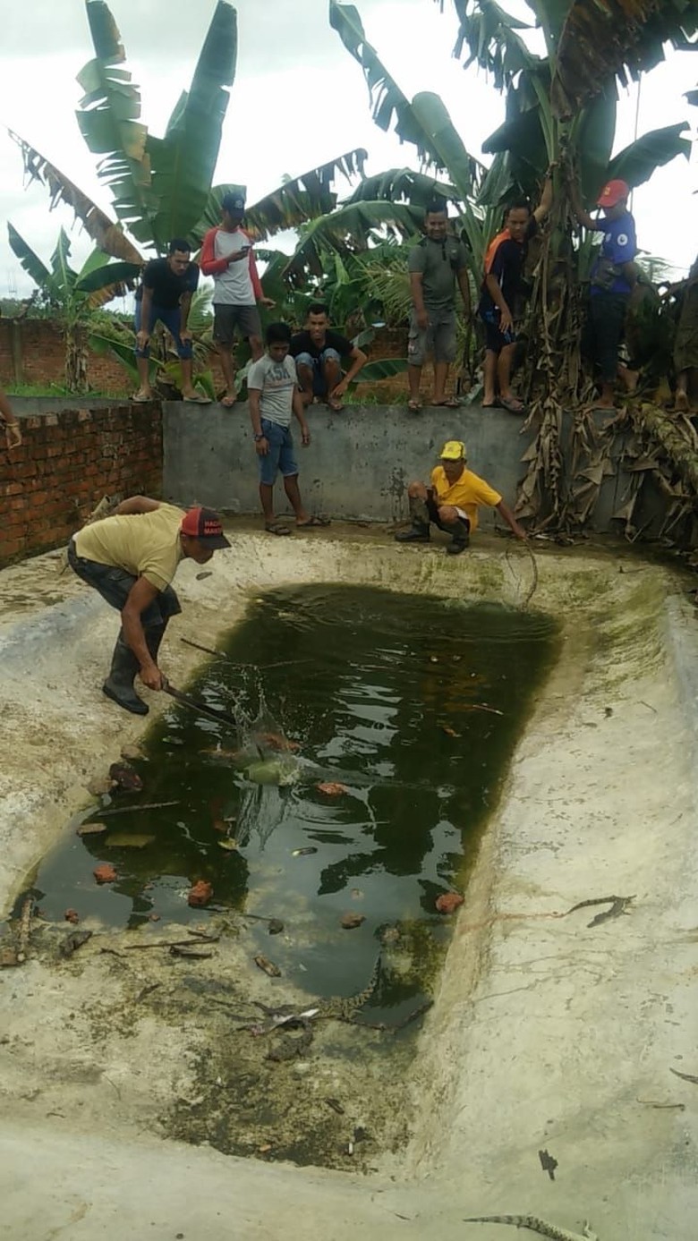 Ada Buaya Milik Pemerintah yang Ikut Dibantai di Sorong Ada Buaya Milik Pemerintah yang Ikut Dibantai di Sorong