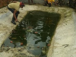 Ada Buaya Milik Pemerintah yang Ikut Dibantai di Sorong