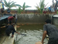 Pengelola Penangkaran Rugi 450 Juta Akibat Pembantaian 292 Buaya