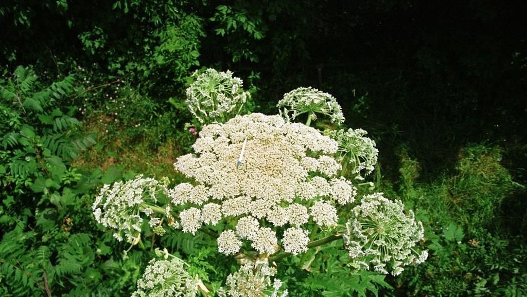 Hogweed, Tanaman Monster yang Ancam Nyawa Hanya dengan Sentuhan Hogweed, Tanaman Monster yang Ancam Nyawa Hanya dengan Sentuhan