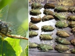 Perangi Wabah Jangkrik, Pemerintah China Sarankan Warga Memasaknya