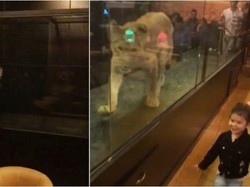 Duh, Kafe Ini Hadirkan Singa di Kotak Kaca Sebagai Hiburan Pengunjung!