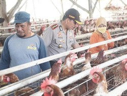 Satgas Pangan Selidiki Harga Telur dan Daging Ayam Naik, Ini Hasilnya
