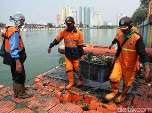 Bersih-bersih Danau Sunter Sambut Asian Games 2018 Bersih-bersih Danau Sunter Sambut Asian Games 2018