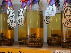 Siapa Sangka, Ada Oleh-oleh Sake Ular Viper di Jepang