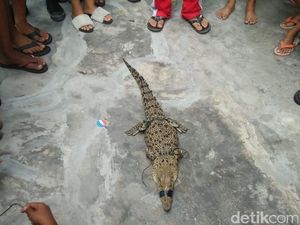 Buaya 1,5 Meter Ditangkap Warga di Aliran Sungai Kecil di Jambi