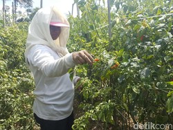 Benih Cabai Bawa Virus, Ini Keinginan Petani di Malang