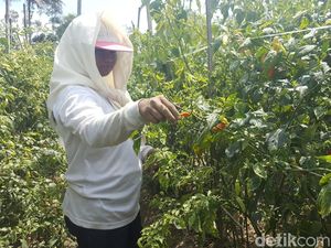 Benih Cabai Bawa Virus, Ini Keinginan Petani di Malang Benih Cabai Bawa Virus, Ini Keinginan Petani di Malang