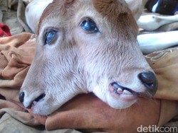 Anak Sapi Berkepala Dua di Riau Akhirnya Mati
