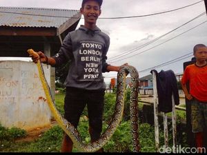 Warga Tangkap Sanca 3 Meter Saat Nyeberang Jalan di Ambon