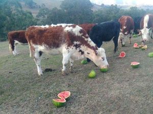 Jerami Langka dan Mahal, Ternak Sapi di Australia Diberi Makan Semangka