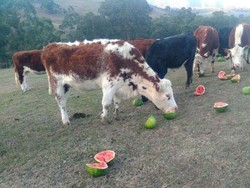 Jerami Langka dan Mahal, Ternak Sapi di Australia Diberi Makan Semangka