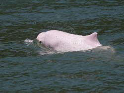 4 Hewan Ini Terancam Lenyap dari Bumi Sebelum Tahun 2050, Ada Lumba-lumba