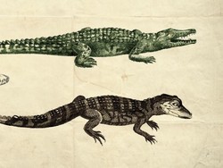 Hewan-hewan Ini Sering Dikira Sama padahal Beda, Kamu Pernah Keliru?