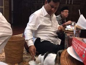 Viral Foto Prabowo Beri Makan Kucing, Gerindra: Bukan Akting