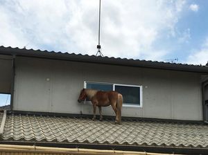 Foto: Kuda Nangkring di Atap Rumah Saat Banjir Dahsyat Landa Jepang Foto: Kuda Nangkring di Atap Rumah Saat Banjir Dahsyat Landa Jepang