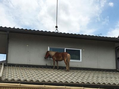 Foto: Kuda Nangkring di Atap Rumah Saat Banjir Dahsyat Landa Jepang