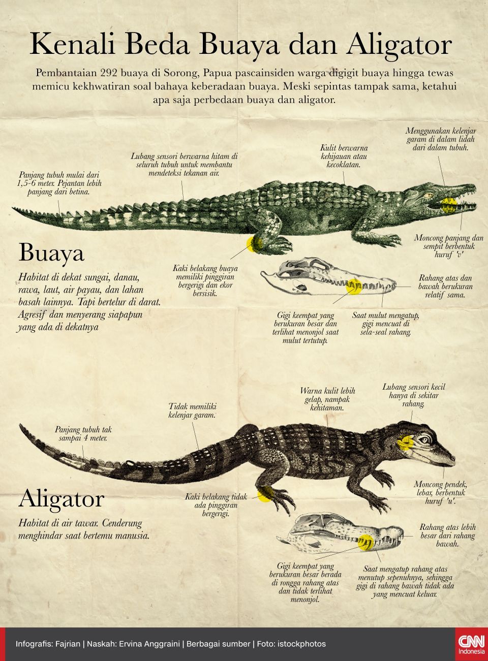 Infografis Kenali Beda Buaya dan Aligator