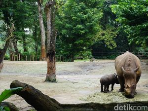 Pemuda Singapura Berulah: Terobos Kandang Badak, Bunuh Katak, Lalu Hisap Ganja Pemuda Singapura Berulah: Terobos Kandang Badak, Bunuh Katak, Lalu Hisap Ganja