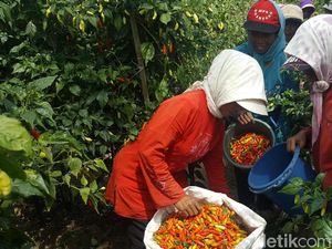 Ratusan Hektar Lahan Cabai di Malang Terserang Virus Gemini Ratusan Hektar Lahan Cabai di Malang Terserang Virus Gemini