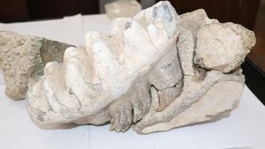 Foto: Petani Turki Temukan Fosil Mammoth Berusia 8 Juta Tahun