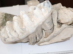 Foto: Petani Turki Temukan Fosil Mammoth Berusia 8 Juta Tahun Foto: Petani Turki Temukan Fosil Mammoth Berusia 8 Juta Tahun