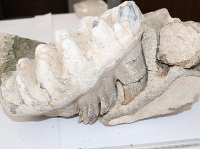 Foto: Petani Turki Temukan Fosil Mammoth Berusia 8 Juta Tahun