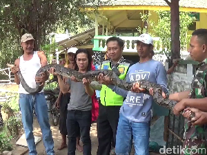 Cerita Pawang Tangkap 8 Sanca di Mojokerto Pakai Tangan Kosong