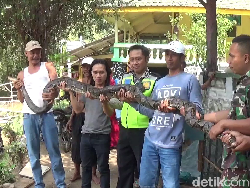 Cerita Pawang Tangkap 8 Sanca di Mojokerto Pakai Tangan Kosong