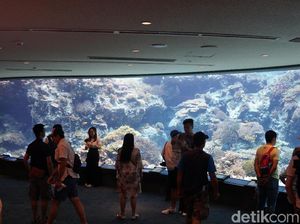 Foto: Beginilah Akuarium Terbesar Dunia dari Jepang
