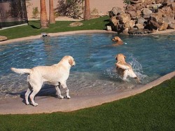 Bukan Buat Manusia, Kamar Hotel Mewah Ini Khusus Buat Anjing