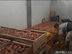 Miris, Meroketnya Harga Telur Tak Dinikmati Peternak di Magetan