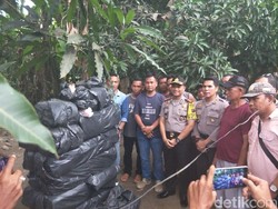 Tangkap 2 Bandar, Polisi Temukan 240 Kg Ganja di Sumut