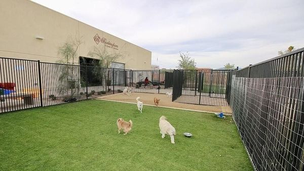 Foto: Kamar Suites Hotel Khusus Anjing