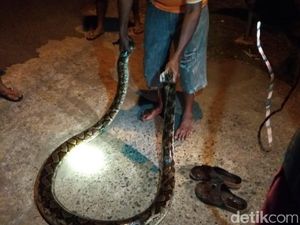 Warga Jepara Tangkap Ular Piton dan Dilepas Lagi karena Alasan Ini