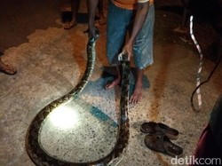 Warga Jepara Tangkap Ular Piton dan Dilepas Lagi karena Alasan Ini