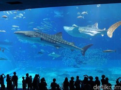 Melihat Akuarium Terbesar Dunia dari Jepang