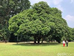 Jokowi Ajak Zohri Jalan Kaki di Istana Bogor Sambil Lihat Kuda