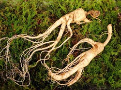 Butuh Stamina Ekstra? Ini Dua Bahan Utama Jamu Kuat Pria