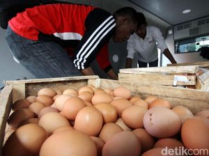 Peternak Jatuh Tertimpa Tangga: Harga Telur Hancur, Pakan Naik