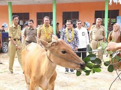 Berikan 330 Ekor Sapi, Kemendes PDTT Dorong Transmigran Produktif