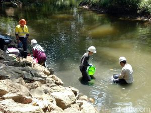 Dinas LH Monitoring Lingkungan di Tambang Emas Banyuwangi Dinas LH Monitoring Lingkungan di Tambang Emas Banyuwangi