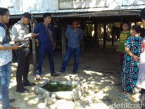 Rebutan Mangga, Anak dan Bapak di Sulsel Baku Tikam