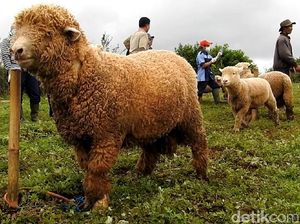Domba-domba Unik Ini Bakal Ramaikan Dieng Culture Festival Domba-domba Unik Ini Bakal Ramaikan Dieng Culture Festival