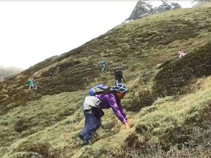 Dibanderol Rp 1,4 M per Kg, Obat Kuat Yarsagumba Banyak Dicari