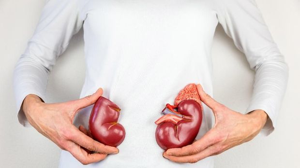 Woman holding model human kidney halves at white body. This artificial model of a kidney organ is used on high school for education. School children learn in biology class about the human body and the function of various organs. The kidney is important for blood purification in the body.